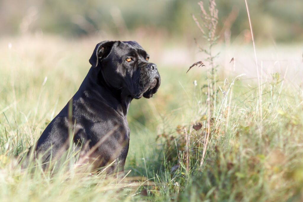 Portrait,Of,Stern,Italian,Cane,Corso,Sitting,In,The,Green
