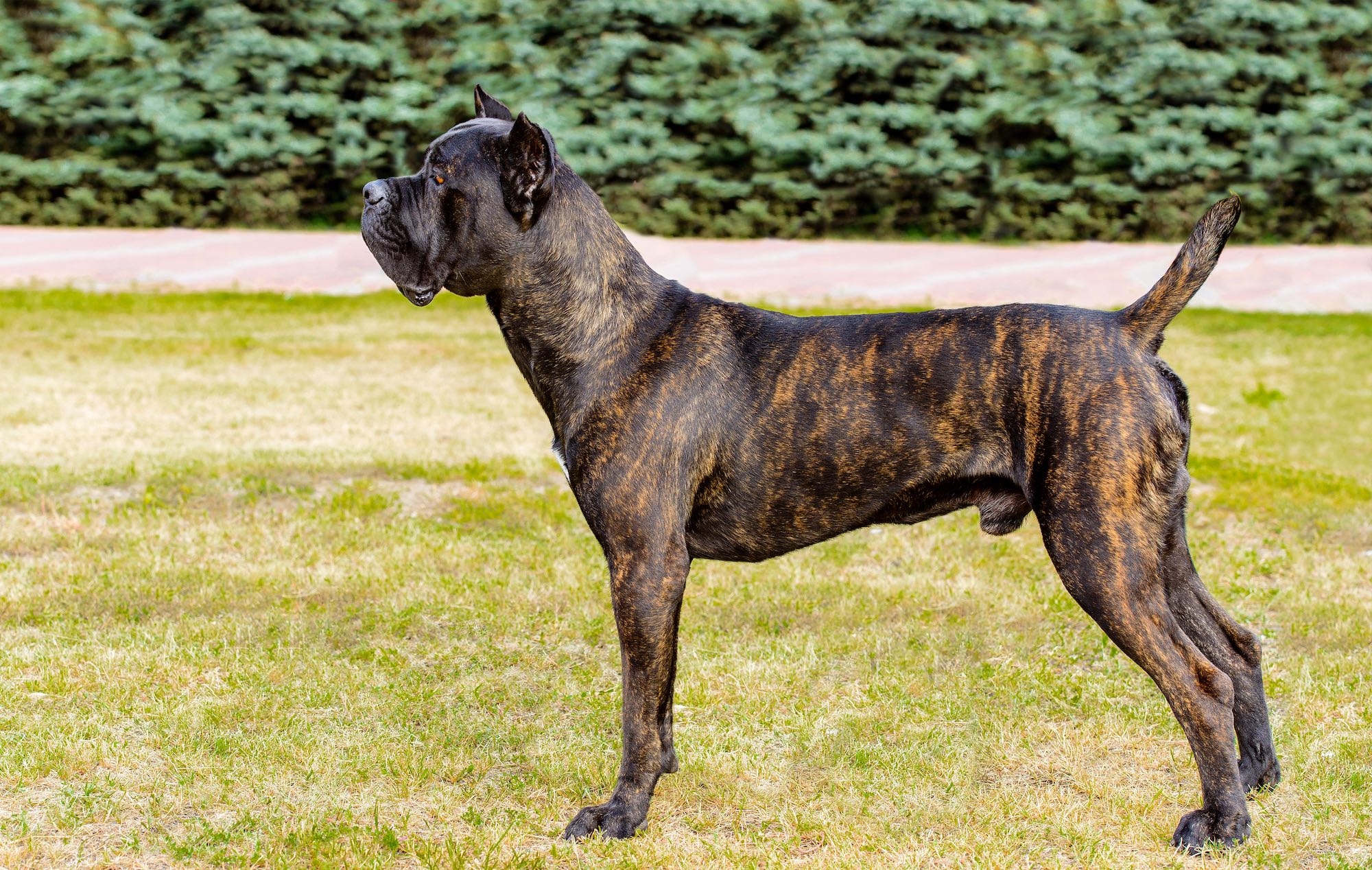 Cane Corso Signification Cane Corso Histoire Caract ristiques 
