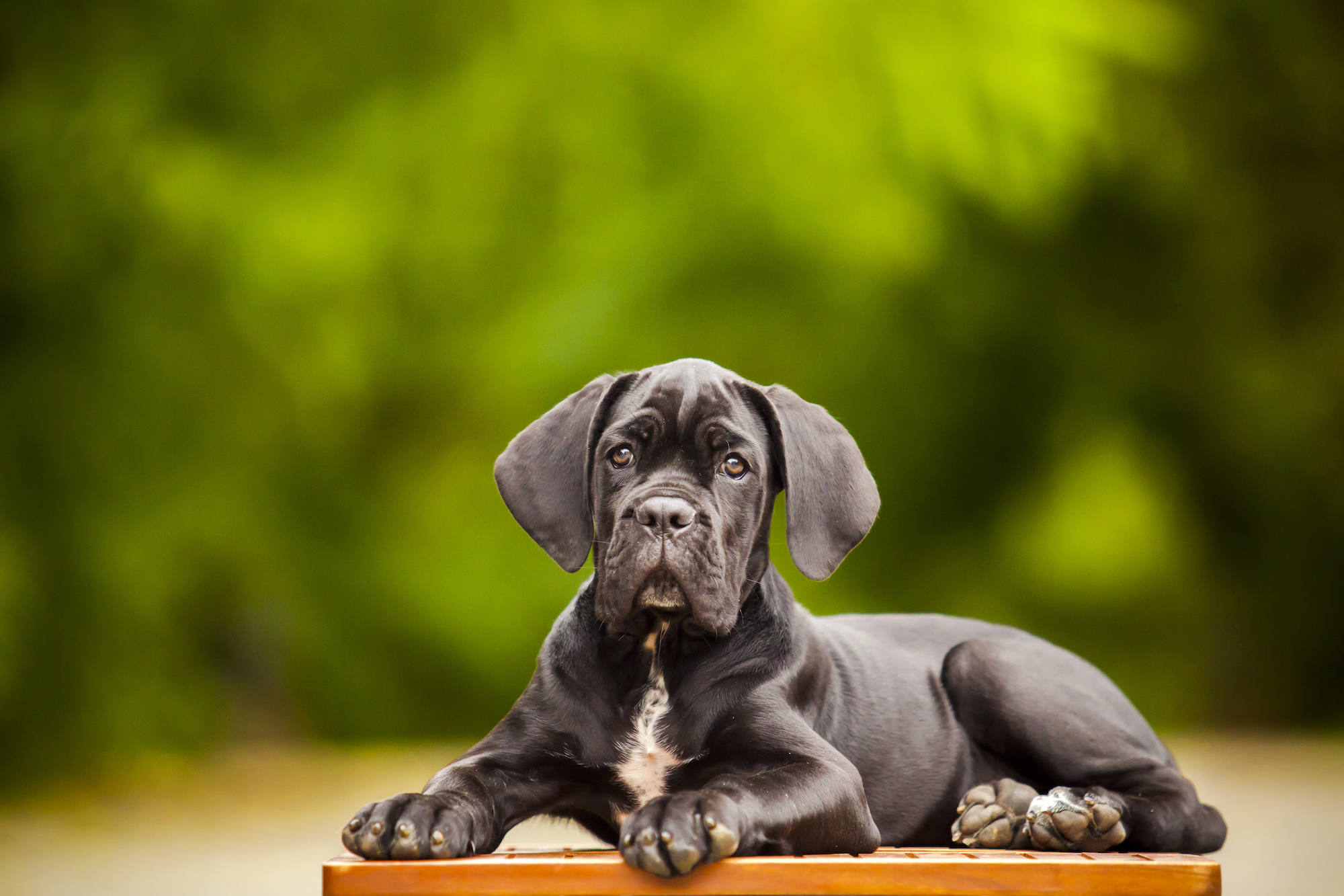 do cane corsos make good service dogs