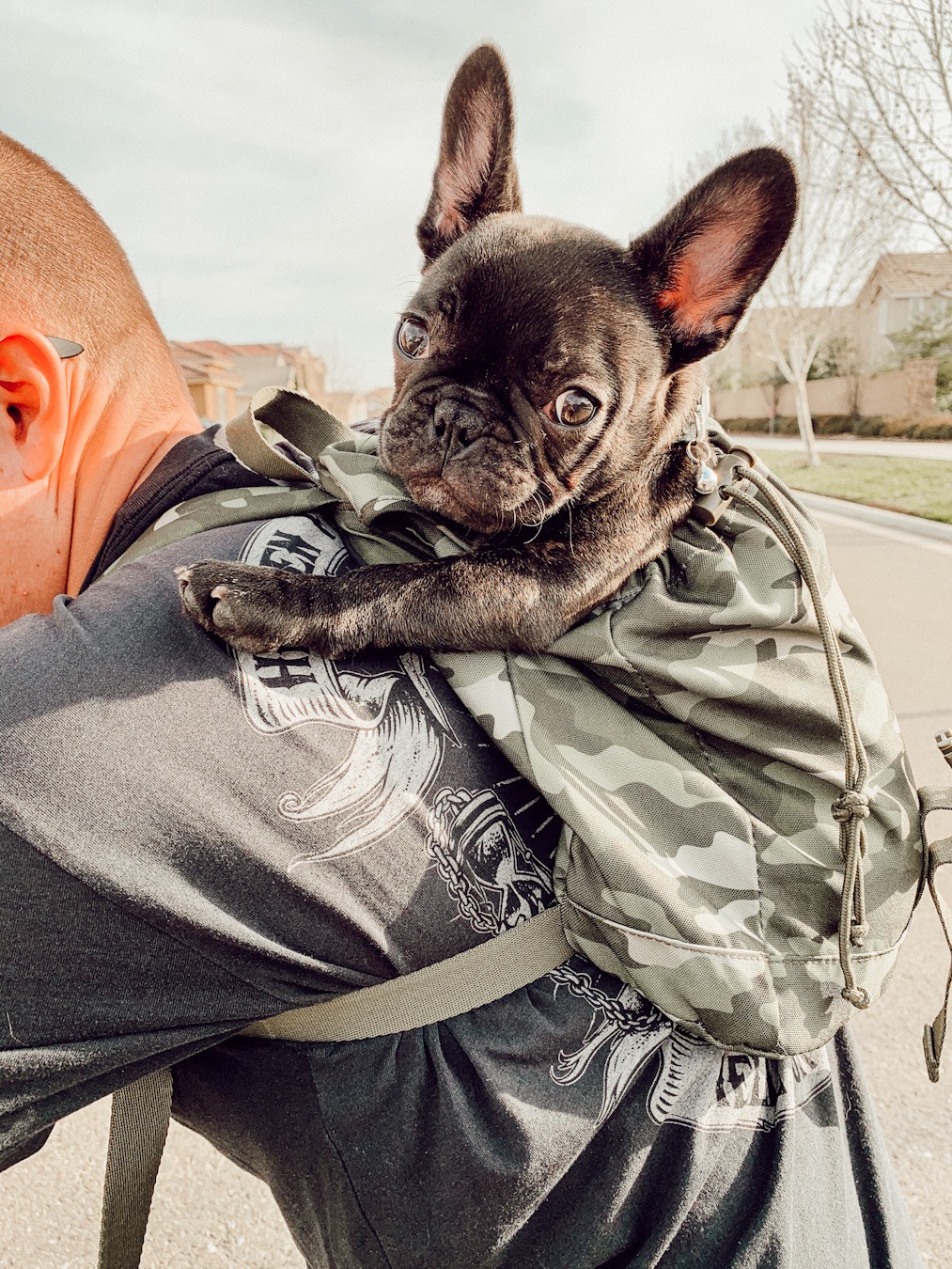 Frenchie Bulldog - (Official Site) Harnesses, Leashes & More