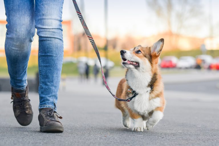 Corgi paying attention to owner while walking on leash