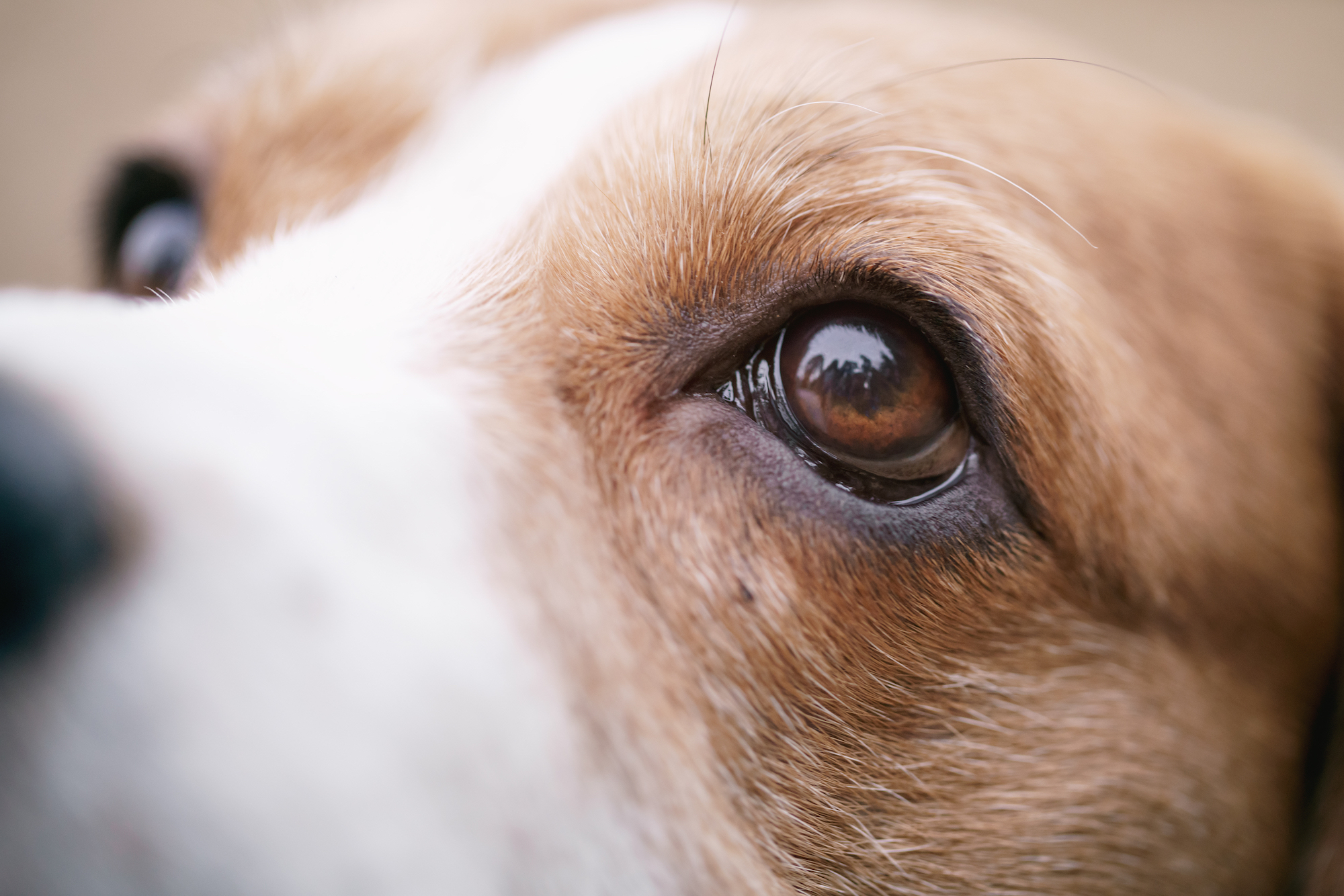 狗狗眼睛里有红色虫状物，有没有人认识这是什么情况？ - 知乎