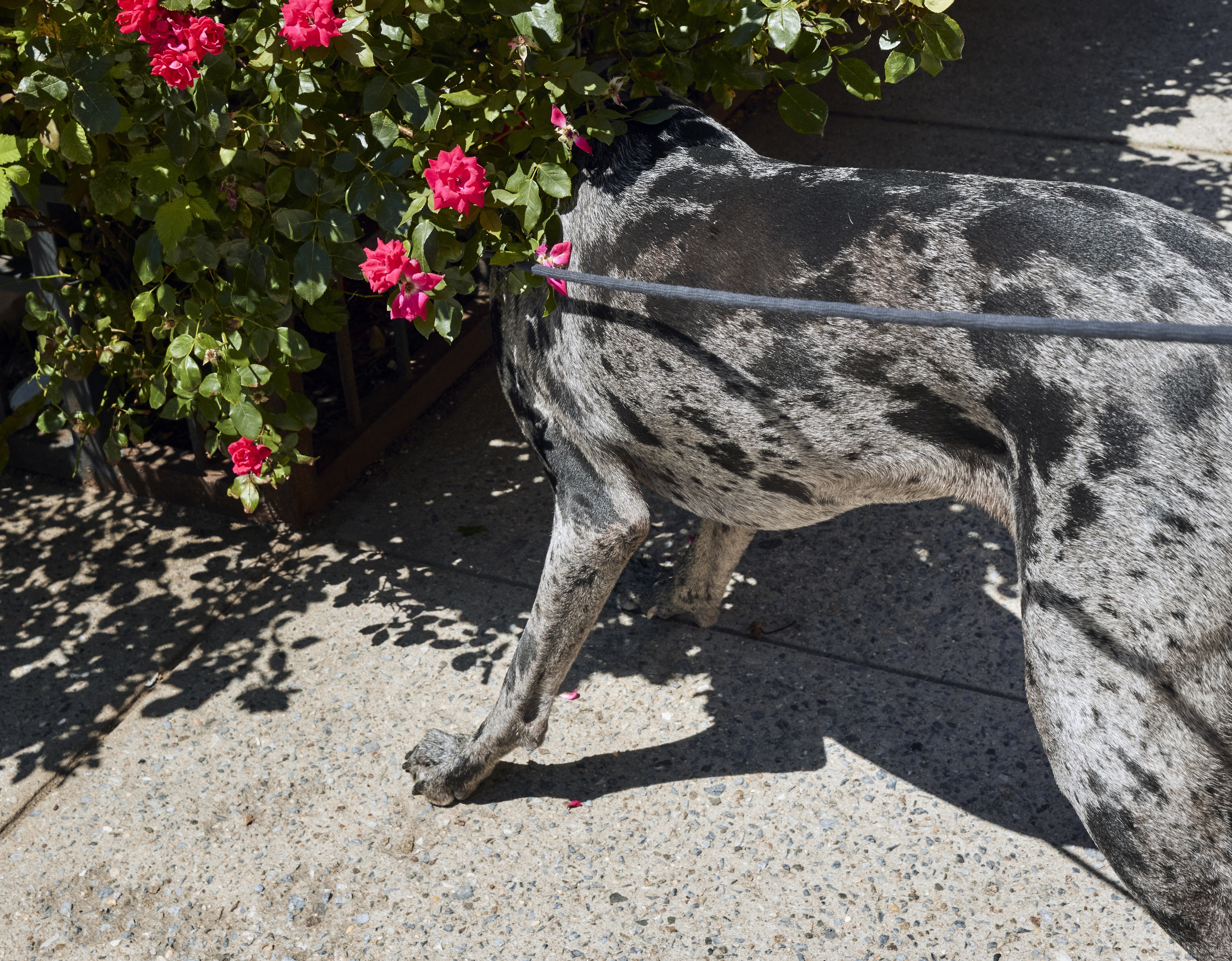 How to Teach Your Dog to “Leave It”