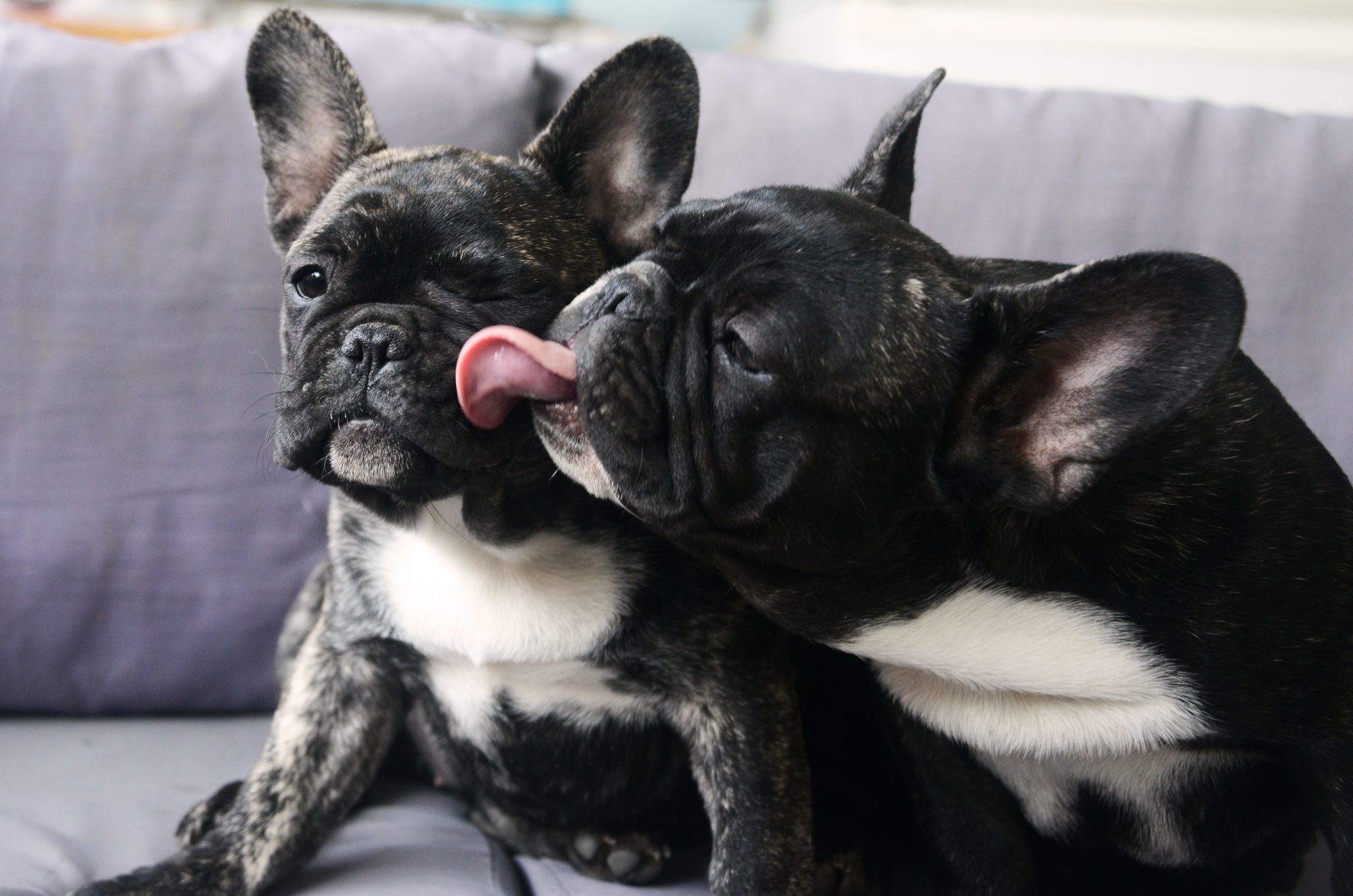 French Bulldog - All About Dogs