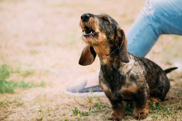How can you stop a dog from barking all the time cheap