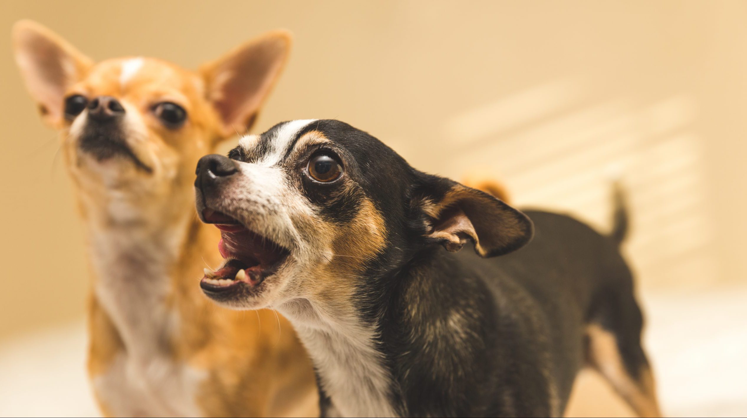 how to stop a nervous dog barking