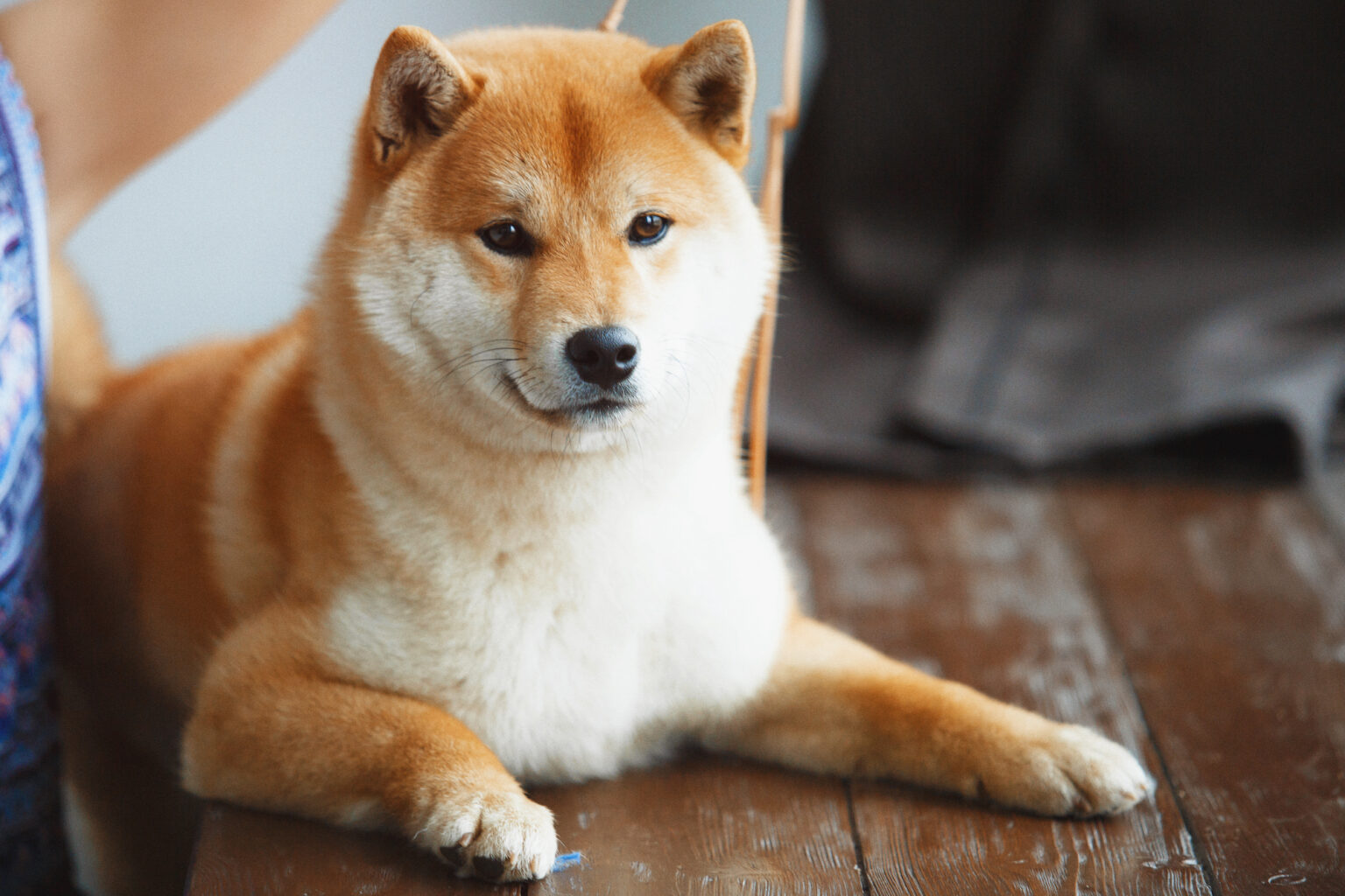 Shiba inu dogs 101