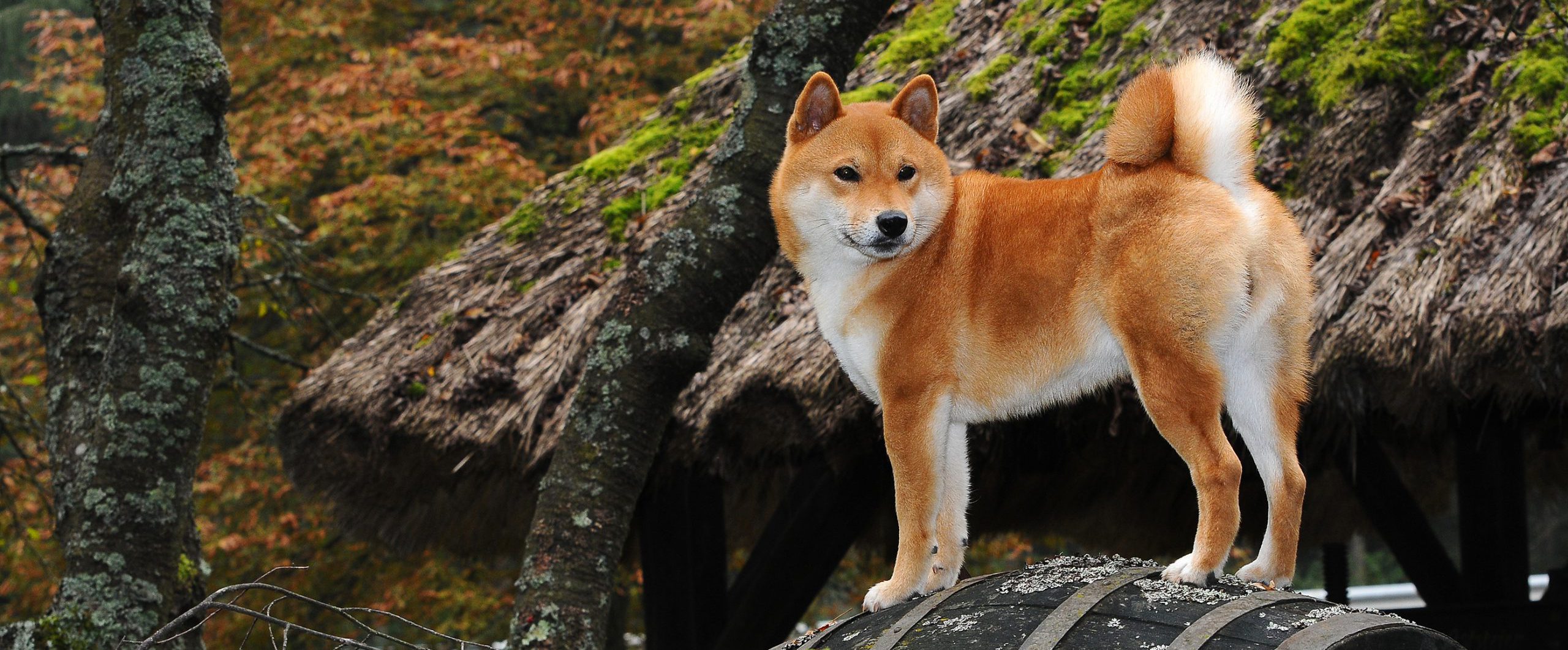 The Shiba Inu Care Guide: Personality, History, Food, and More - The