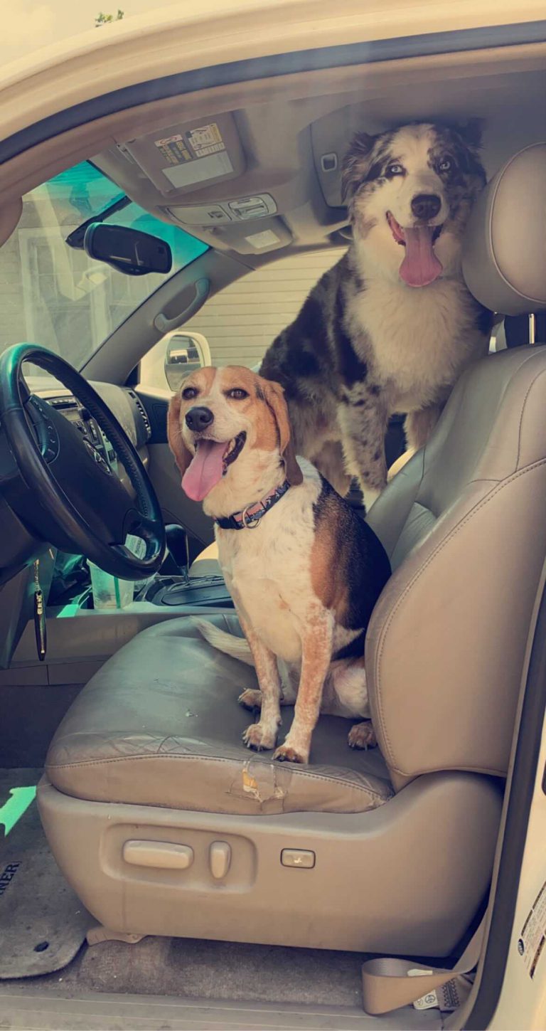 Happy dogs in a car