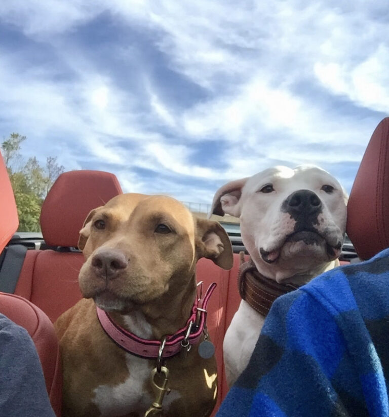 Dogs in a car