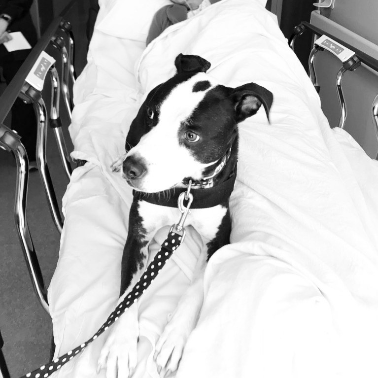 pit bull mix working as a therapy dog, sitting in a hospital bed with a patient