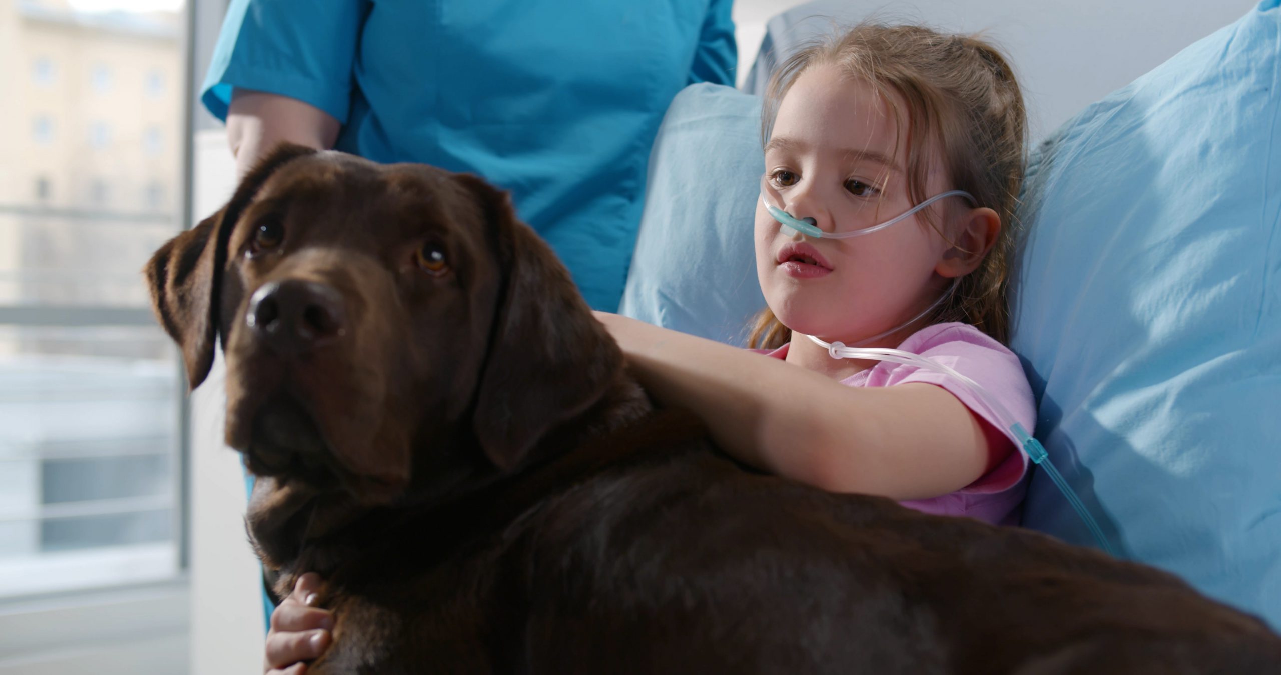 Canine Comfort: How to Train a Therapy Dog