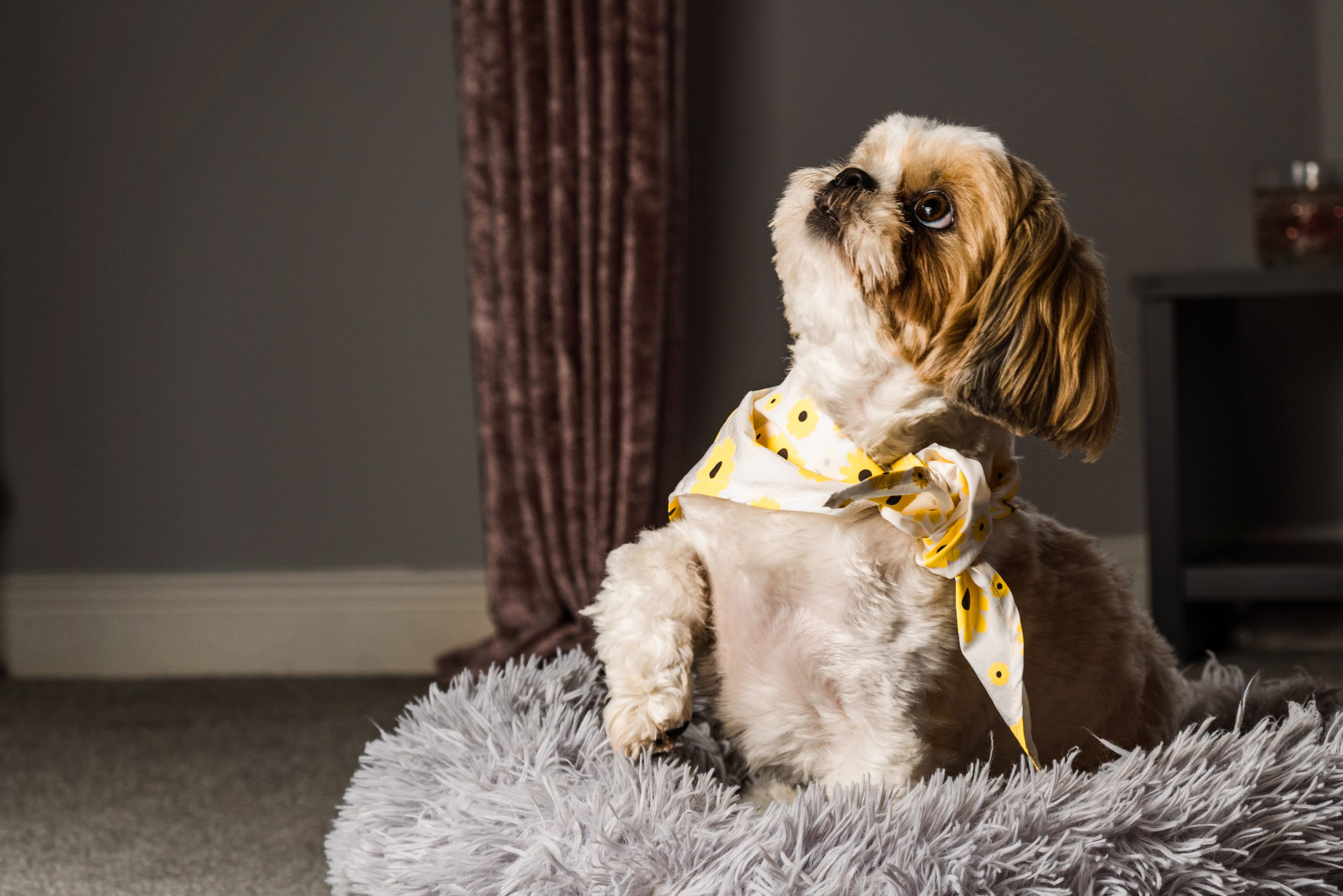What’s the Best Dog Food for Shih Tzus?