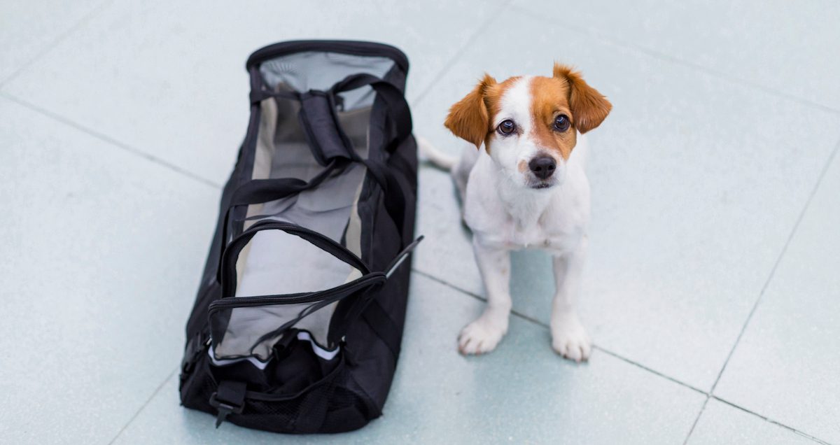 Traveling With Your Dog Bringing Dogs on Airplanes, Trains, and Buses