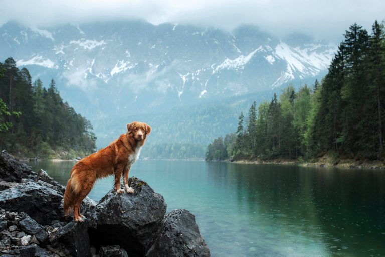 Dog in mountains.