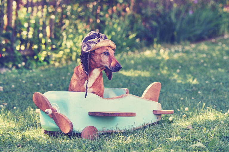 Dachshund appearing to pilot small airplane