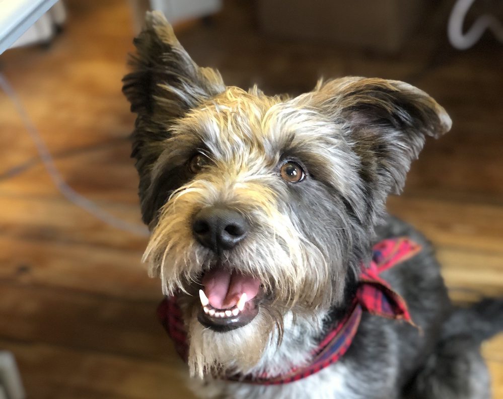 How to Make Your Dog Happy Training, Health, and Canine Emotion