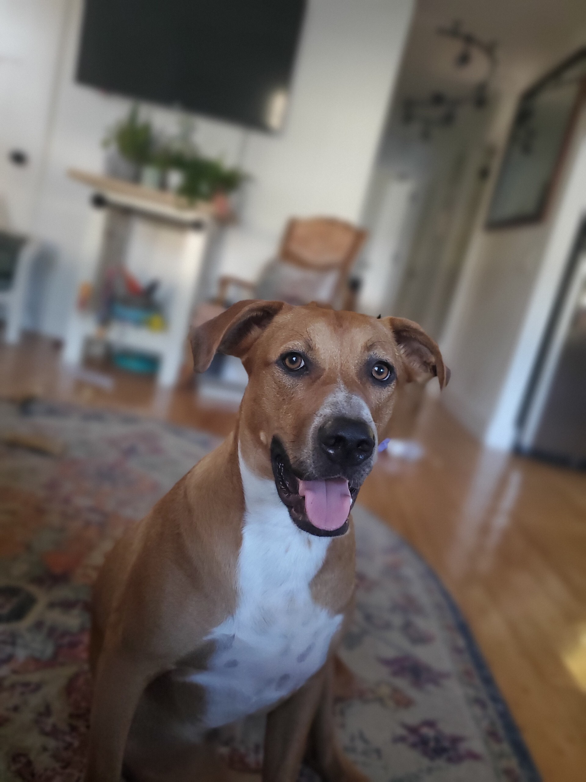 How to Make Your Dog Happy Training, Health, and Canine Emotion