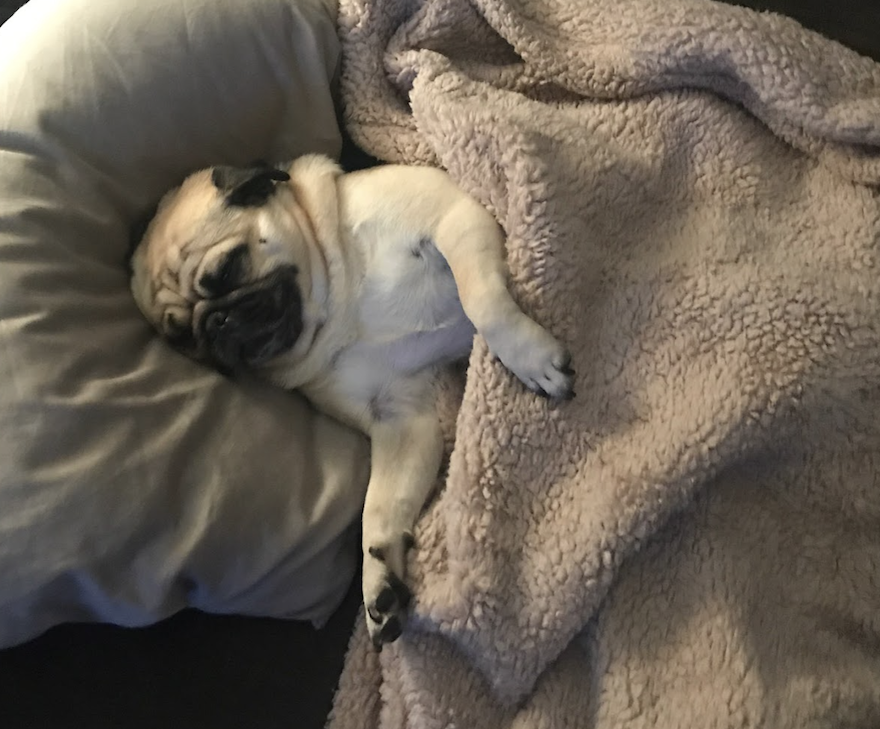 What Do Dogs Dream About?