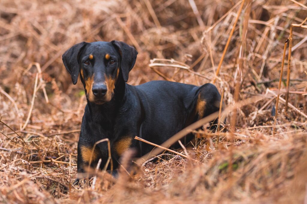Picture of Copper in Dog Food and Liver Disease: What You Should Know - The Farmer ...