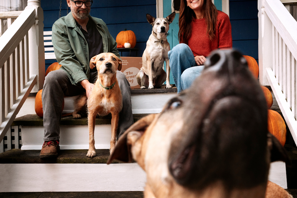 three dogs on a porch with two people, one man in a green jacket sitting on the left and a woman in an orange sweater and blue jeans sitting on the right, with pumpkins.