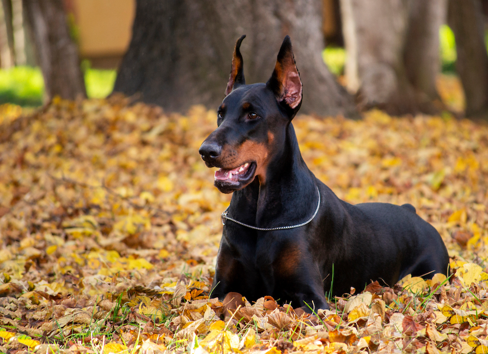 The Doberman Pinscher Guide History, Personality, Food, Training, Care