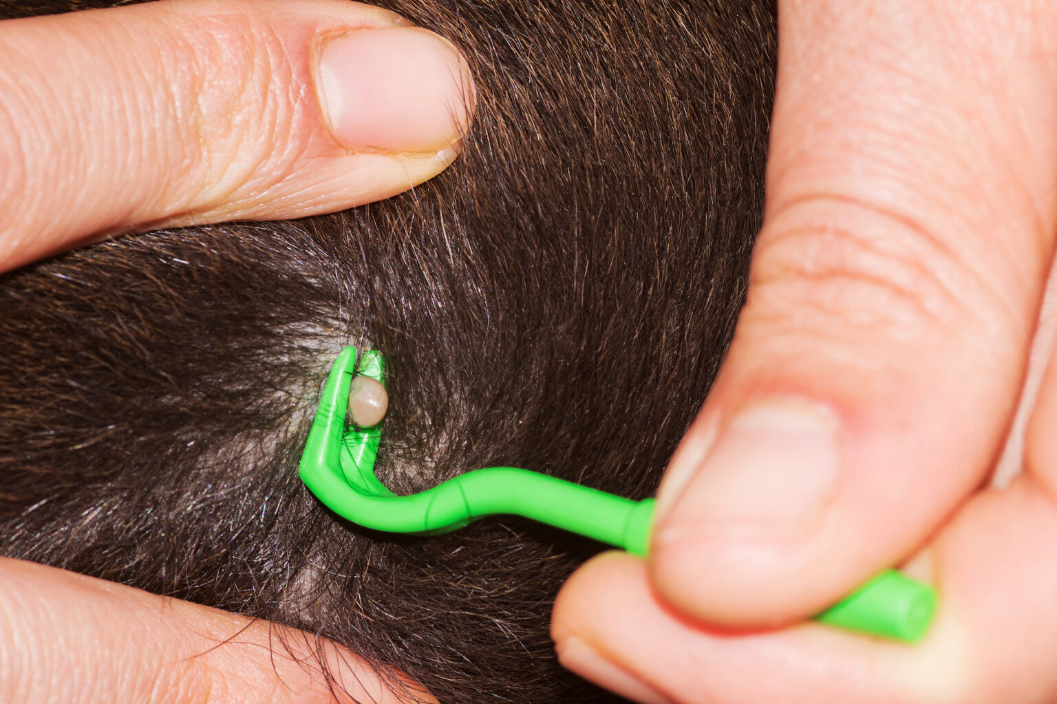 How to Properly Remove Ticks from Your Dog