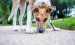 What You Need to Know About Dogs and Leptospirosis