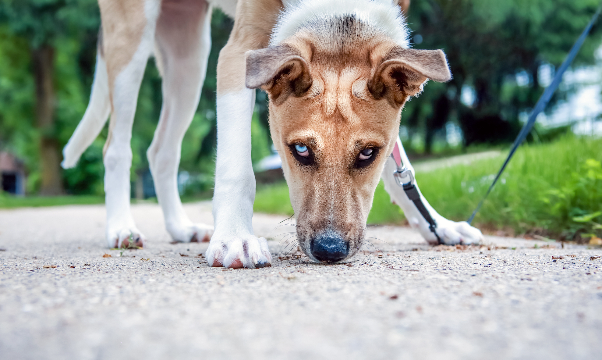 What You Need to Know About Dogs and Leptospirosis
