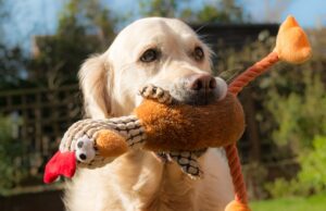 Can My Dog Eat Thanksgiving Food?