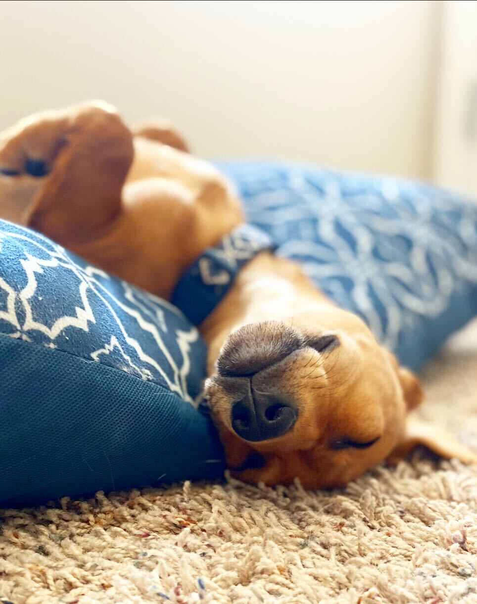 What You Need to Know About Dogs and Sleep