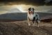 The Australian Shepherd Guide: History, Personality, Food, Training, Care, and More