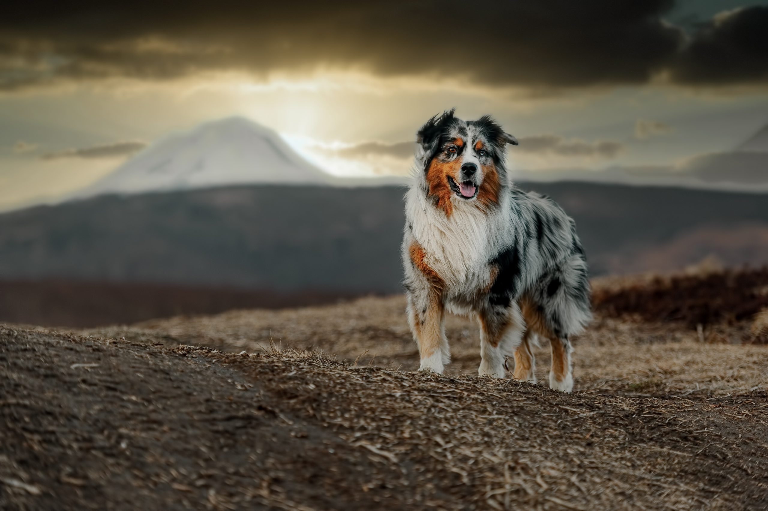 The Australian Shepherd Guide: History, Personality, Food, Training, Care, and More