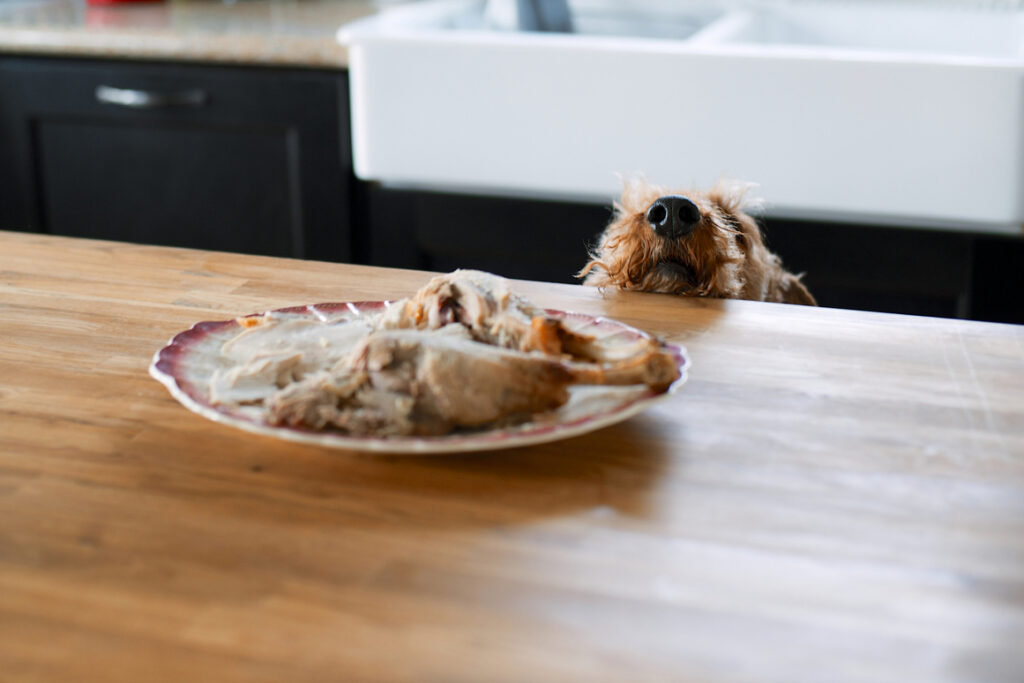 A dog sticks its nose over a kitchen counter to smell a turkey leg on a plate
