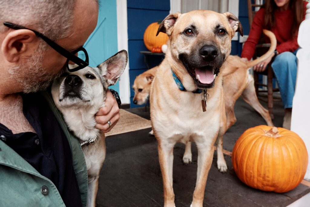 Three dogs on a porch with two people, one a man with cropped gray hair and beard and glasses, the other a woman in an orange sweater and blue jeans, and two pumpkins.