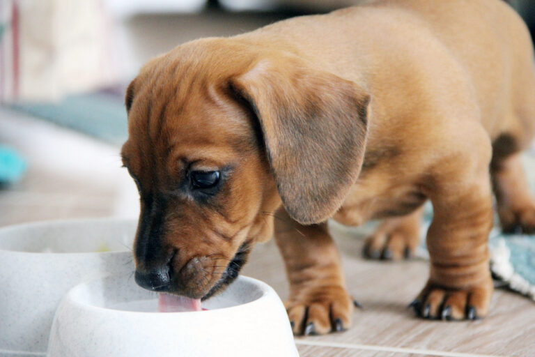 Puppy over sales drinking water