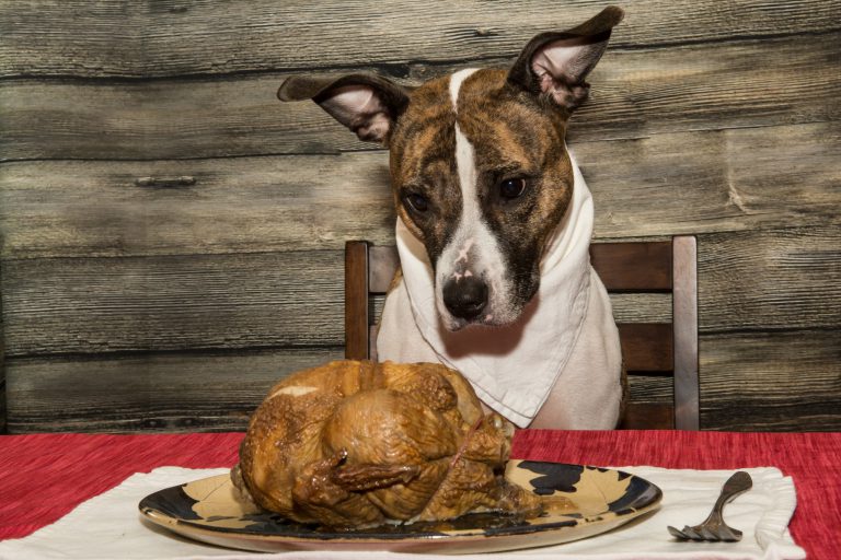 dog sitting at a table looking at a thanksgiving turkey