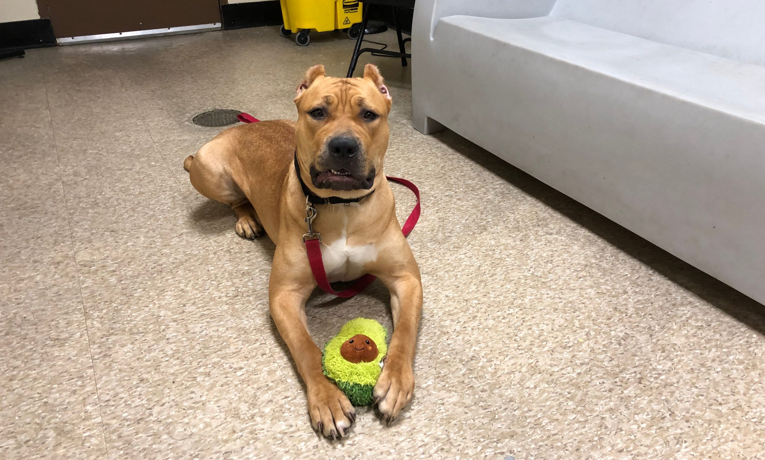 Can My Dog Eat Avocado?