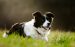 The Border Collie Care Guide: Personality, History, Training, Food, and More