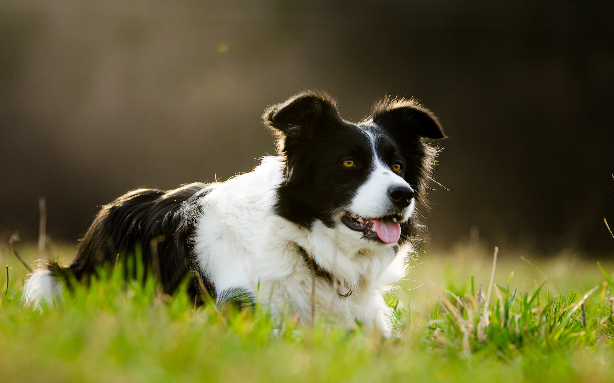 personeelszaken Terug kijken Verstelbaar The Border Collie Care Guide: Personality, History, Training, Food, and  More - The Farmer's Dog