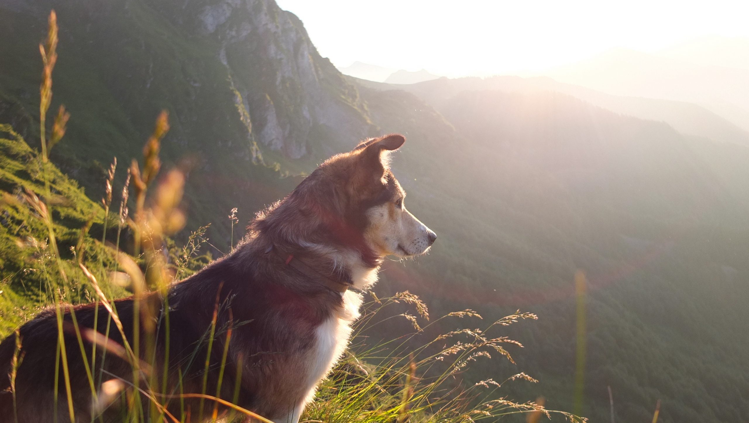 New Year, New Dog: 5 Simple Switches For A Healthy 2022