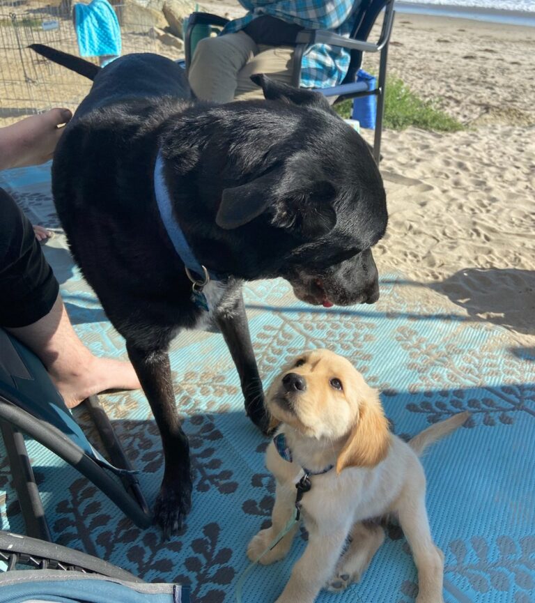 How to Introduce Dogs to Each Other