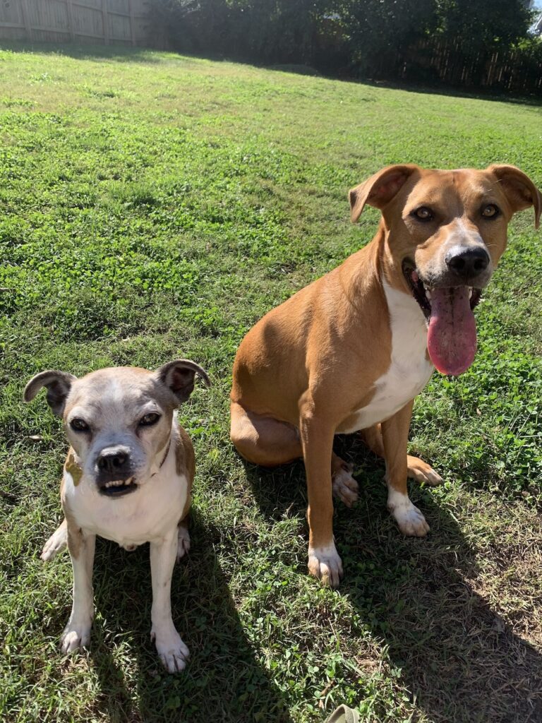 How to Introduce Dogs to Each Other