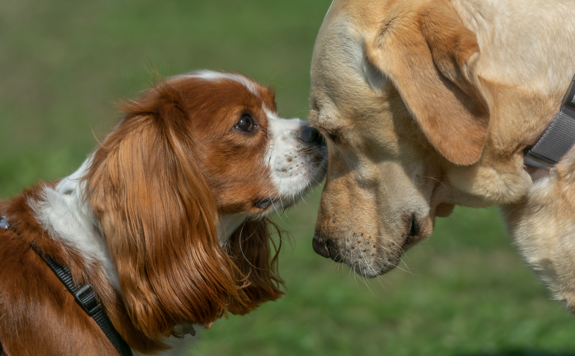 how can i get my dog to meet other dogs