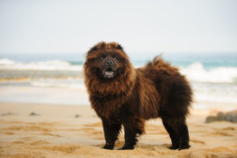 chocolate colored chow chow standing on the beach in front of the ocean, some sand in its coat