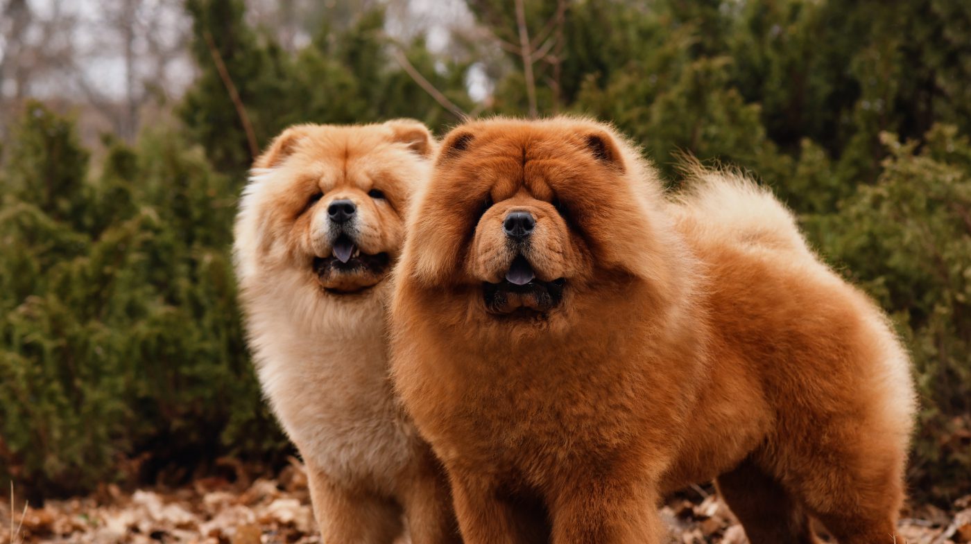 How To Train, Feed, and Care For a Chow Chow