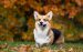 The Corgi Care Guide: Personality, History, Food, and More
