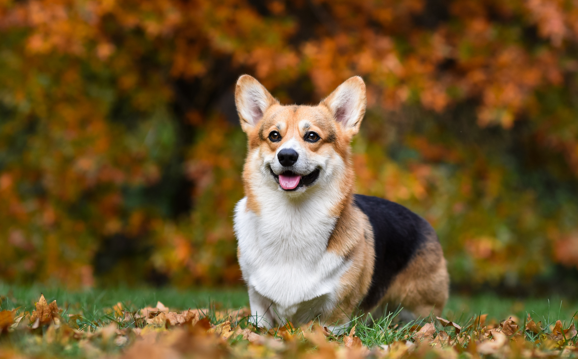 does the pembroke welsh corgi bark a lot