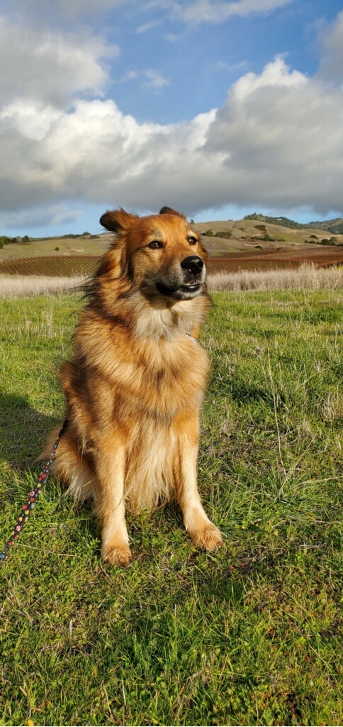 a chow mix standing in a field
