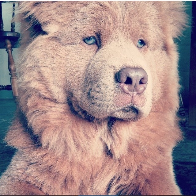 close-up shot of milo the chow chow